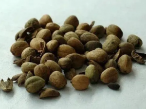 �Ͷ���Ĺ�Ч �Ͷ�����һ�н괯�г�