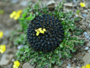 ��Ͱ�εĹ�Ч ��Ͱ�����ڸ�ð����