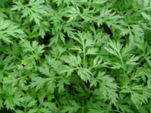 �బ�Ĺ�Ч �బ���ؽ���ʹ