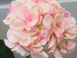 �ɰ����Ĺ�Ч �ɰ�����������ʹ