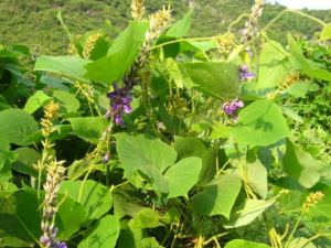 ��𻨵Ĺ�Ч ������̴���ƶ�