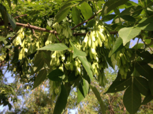 ����ľ�Ĺ�Ч ����ľ������͸������