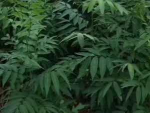 ����ľ�Ĺ�Ч ����ľ����ʪ�ؽ���ʹ