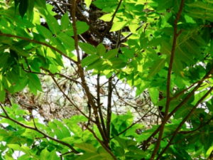 ��̴Ҷ�Ĺ�Ч ��̴Ҷϴһ��Ƥ��