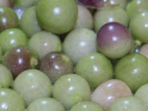 ���u�Ĺ�Ч ���u�����ʺ���ʹ