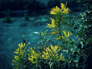 ��ϼ��Ĺ�Ч ��ϼ�����綾��ע