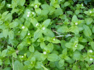 �쳦�˵Ĺ�Ч �쳦���θλ�����