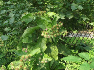 ��ʵ�Ĺ�Ч ��ʵ���ؽ���ʹ