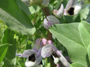 �϶���¶�Ĺ�Ч �϶���¶����ֹѪ��Ѫ