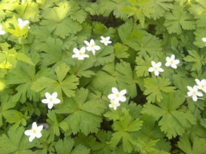 ������������Ĺ�Ч ���������������������