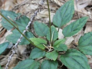 ��Ҷ�ŲݵĹ�Ч ��Ҷ�Ų����ε�������