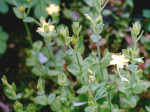 ��ˮ�ȵĹ�Ч ��ˮ���μ����԰�����