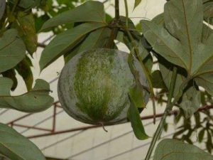 �������Ĺ�Ч ����������ű��