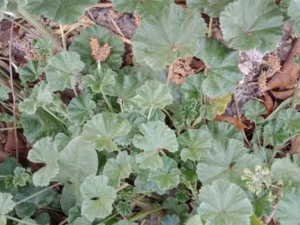 ԲҶ�����Ĺ�Ч ԲҶ��������ƶѪ