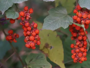 ��ݮ�Ĺ�Ч ��ݮ���ڻ����͸���