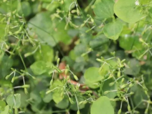 �������˵Ĺ�Ч ���������η�ʪ����