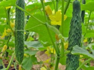 �ƹϲ�������Щ �ϵ�Ӫ����ֵ