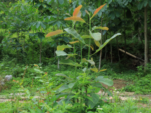 Ұ���ӵĹ�Ч Ұ����������θ��