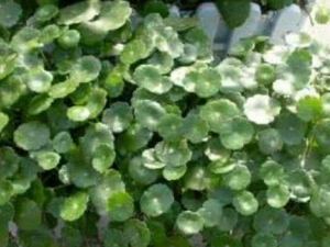 ��Ҷ���Ĺ�Ч ��Ҷ��������С�㲻��