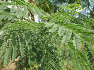 �����ӵĹ�Ч ����������ˮ��