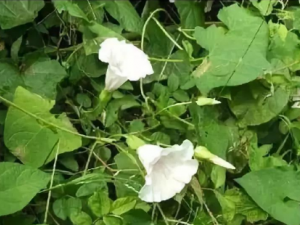 ţ���ٵĹ�Ч ţ�������ظ���ʹ