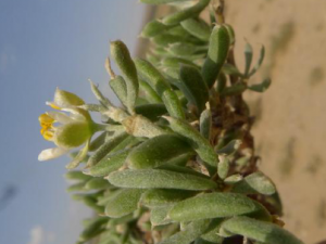 ţ��ľ�Ĺ�Ч ţ��ľ����ʪ��ʹ