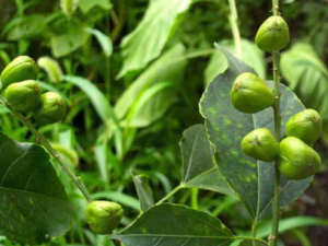 �Ͷ��ߵĹ�Ч �Ͷ���������