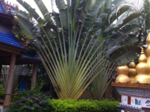 �Ž�ɢ�Ĺ�Ч �Ž�ɢ����Ӹ