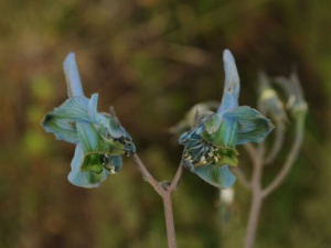 �Ҿ��ȸ�Ĺ�Ч �Ҿ��ȸ��Ѫ�ⶾ������