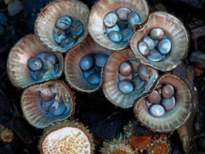 �񳲾��Ĺ�Ч �񳲾���θ��ʹ��������