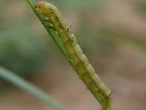 ������Ĺ�Ч ����������Ůͯ��