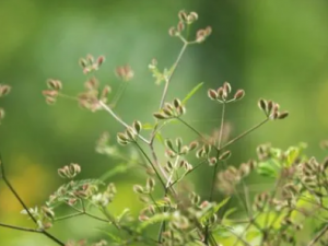 ���µĹ�Ч �����������Ը�к