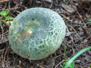 ��ͷ���Ĺ�Ч ��ͷ��������Ŀ��