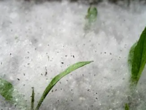 �׽�ѩɢ�Ĺ�Ч �׽�ѩɢ����������