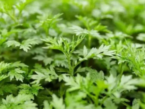 ����ɢ�Ĺ�Ч ����ɢ��������������