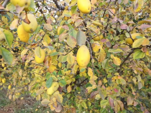 ��ľ�ϵĹ�Ч ��ľ������к���Ʋ���