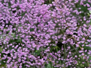 �����ɲݵĹ�Ч �����ɲ�������ʹ