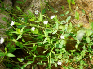 ȸ�ඹ�Ĺ�Ч ȸ�ඹ����������ʹ