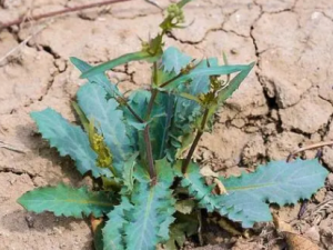 ����ӵĹ�Ч ���������ͷʹ��ʹ