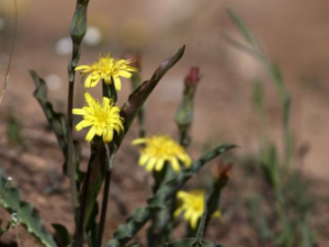 ���ѻ�еĹ�Ч ���ѻ�����۶���