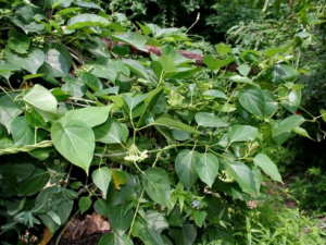 �����Ĺ�Ч ����������֭��ͨ