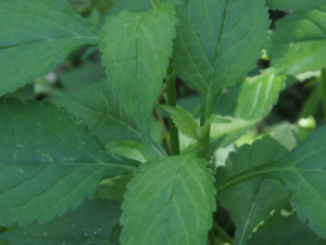 �ܲ�ɢ�Ĺ�Ч �ܲ�ɢ��������ɦ�ɴ�