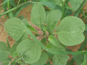 ��ͷ�ȵĹ�Ч ��ͷ��������ʪ���ڳ���