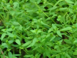 ʯ���ѵĹ�Ч ʯ���������ҧ��