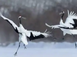 �׺׵��Ĺ�Ч �׺׵���С����Ƣ�粻��