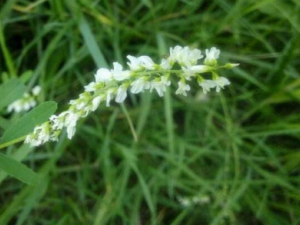 �׻��ݵĹ�Ч �׻���������ʪ������