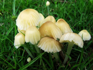 �׺׾��Ĺ�Ч �׺׾�����ʪ��ʹ