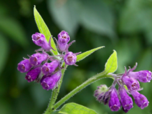 �׹��ϲݵĹ�Ч �׹��ϲ������ιؽ���