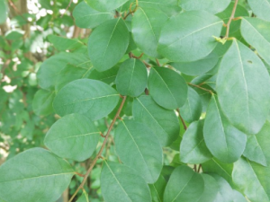 �׷���Ҷ�Ĺ�Ч �׷���Ҷ�ιؽڷ�ʪʹ