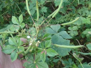 �׻����ӵĹ�Ч �׻��������ڷ�ʪ��ʹ